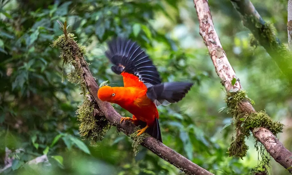 Ecotourism in Manu National Park
