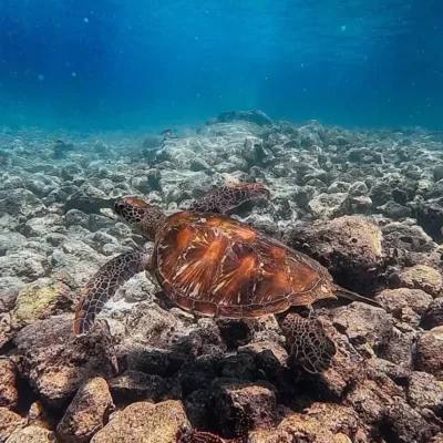Tours Galapagos Islands, Ecuador: A Journey to the Natural Sanctuary of the World