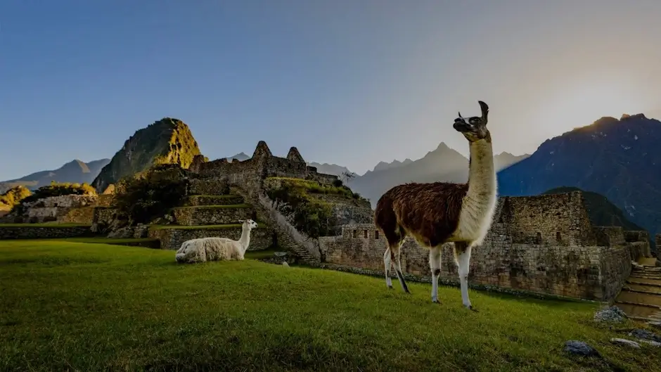 Llamas in Peru