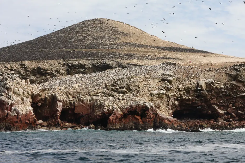 paracas ballestas
